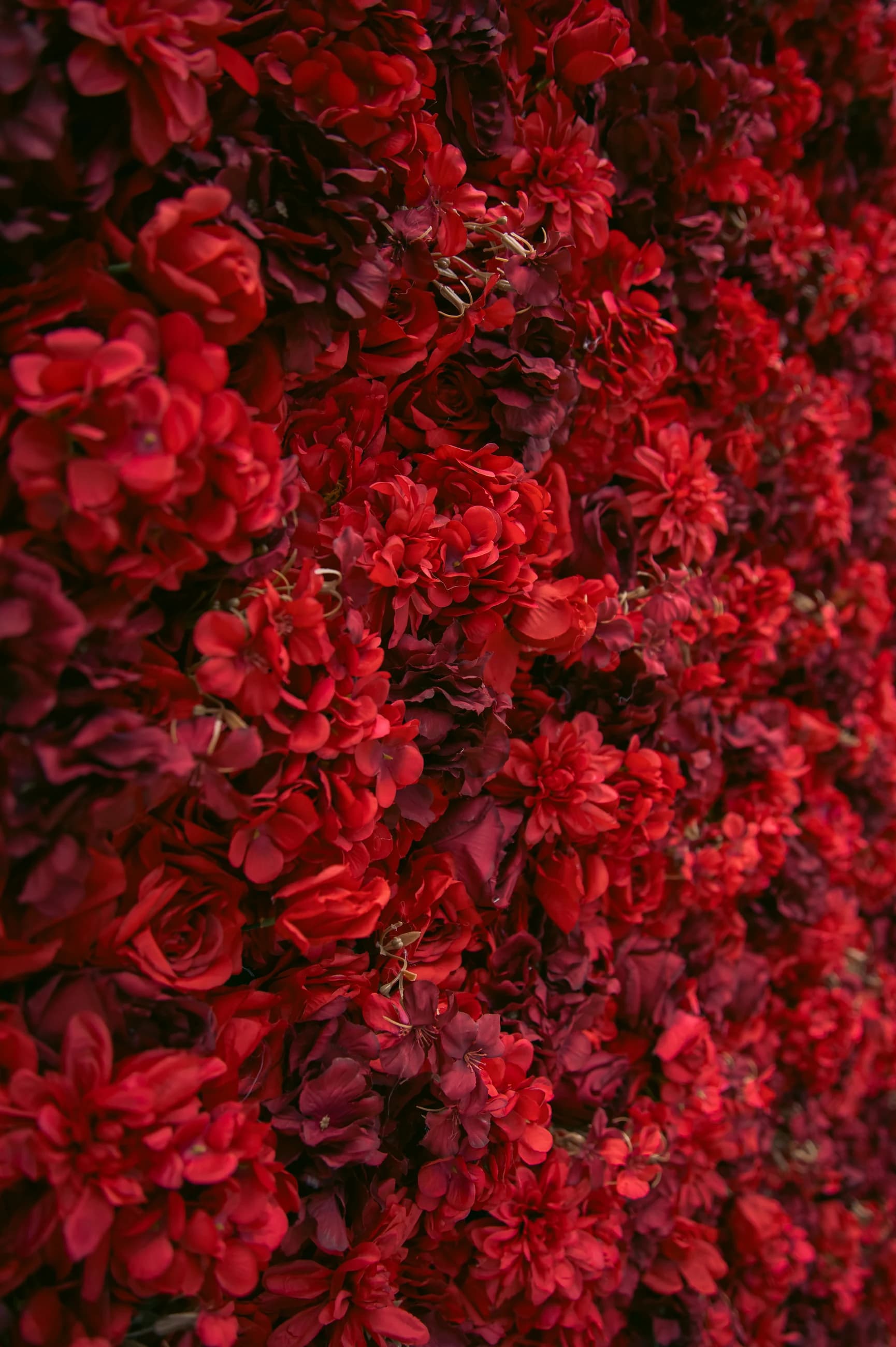 Détail du fond floral rouge Vert l'Atelier